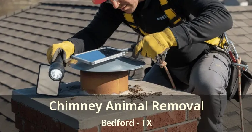 Chimney Animal Removal Bedford - TX Chimney Animal Removal Bedford - TX